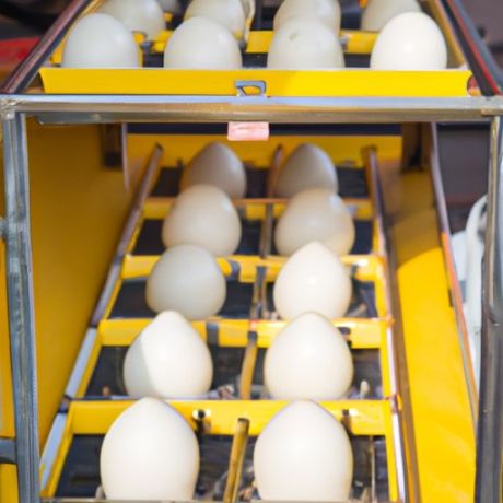 Vendita calda Full Automatic Struzzo vendita calda doppia alimentazione Incubatrice per uova Prezzi in vendita Quaglia Pollo Anatra Oca Struzzo Incubatrice